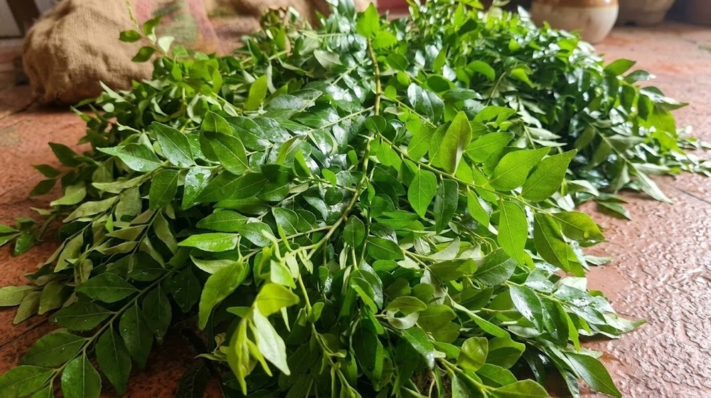 Green Curry Leaves - Grade: A Grade