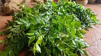 Green Curry Leaves - Grade: A Grade