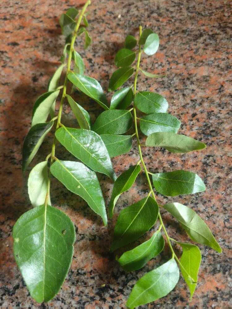 Green Curry Leaves