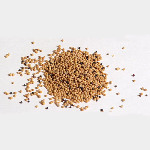 Yellow Mustard Seeds