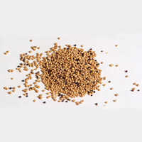 Yellow Mustard Seeds