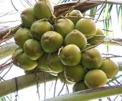 ताज़ा नारियल