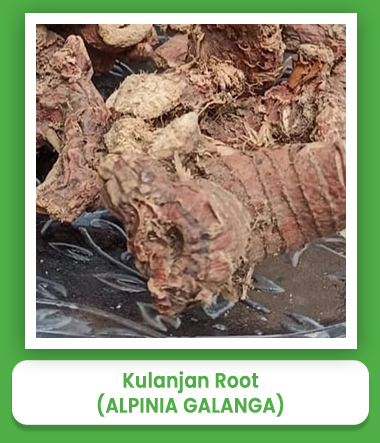 Alpinia Galanga Kulanjan Root Alpinia Galanga Kulanjan Root
