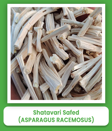 Asparagus Racemosus Safed Shatavari