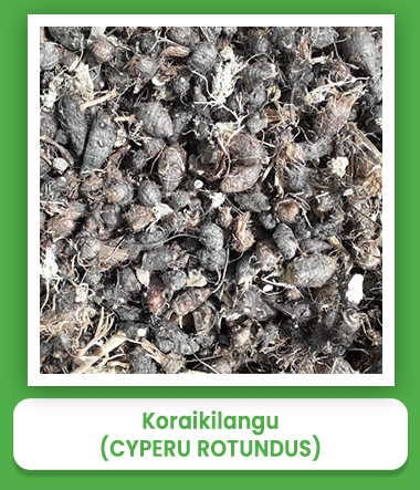 Cyperu Rotundus Koraikilangu