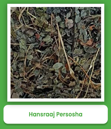 Hansraaj Persosha