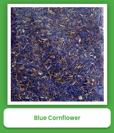 Blue Cornflower