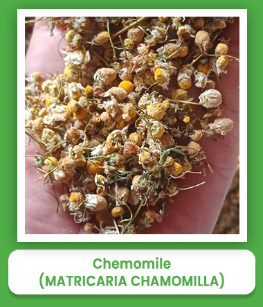 Matricaria Chamomilla Chemomile Matricaria Chamomilla Chemomile