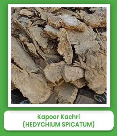 Hedychium Spicatum Kapoor Kachri Hedychium Spicatum Kapoor Kachri