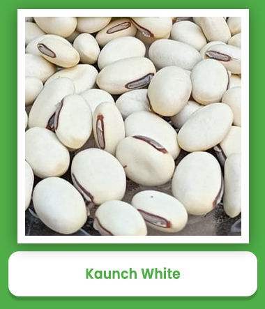 Ayurvedic Herbs