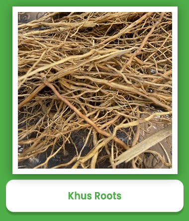Khus Roots
