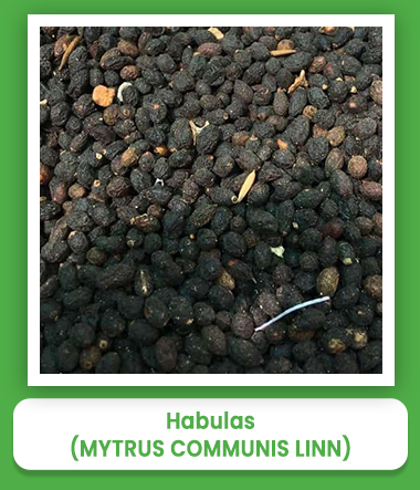 Mytrus Communis Linn Habulas