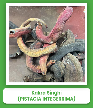 Pistacia Integerrima Kakra Singhi