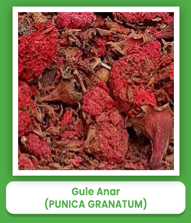 Punica Granatum Gule Anar Punica Granatum Gule Anar