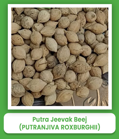 Putranjiva Roxburghii Putra Jeevak Beej