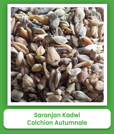 Saranjan Kadwi Colchion Autumnale