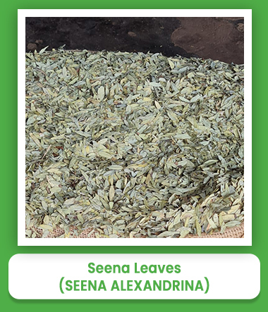 Medicinal Herbs