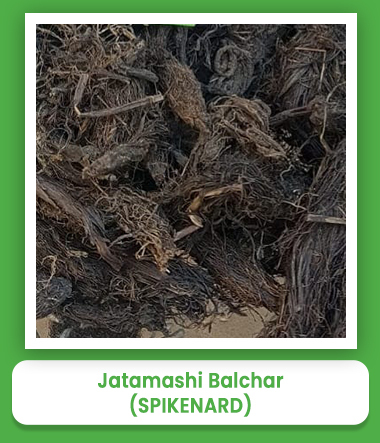 Spikenard Jatamashi Balchar Spikenard Jatamashi Balchar