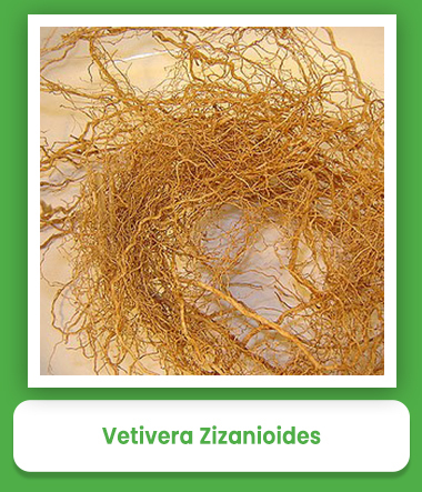 Vetivera Zizanioides