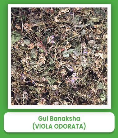 Viola Odorata Gul Banaksha