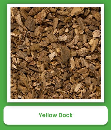 Yellow Dock