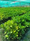 Jagannath cashew grafted plant
