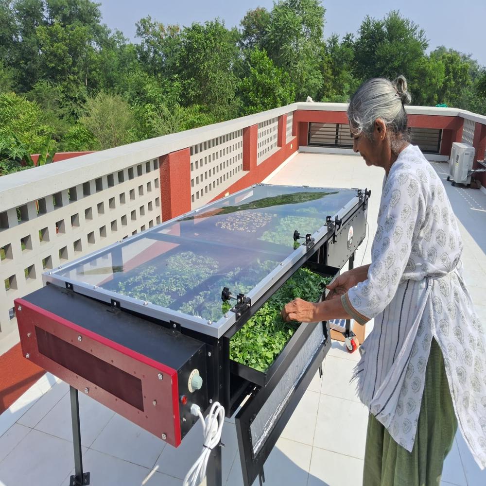 Solar Dryer For Cabbage