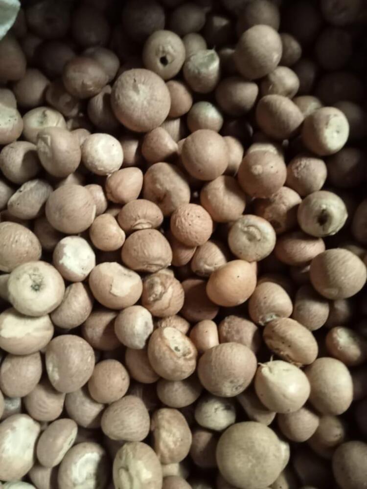 Burma 969 Arecanut