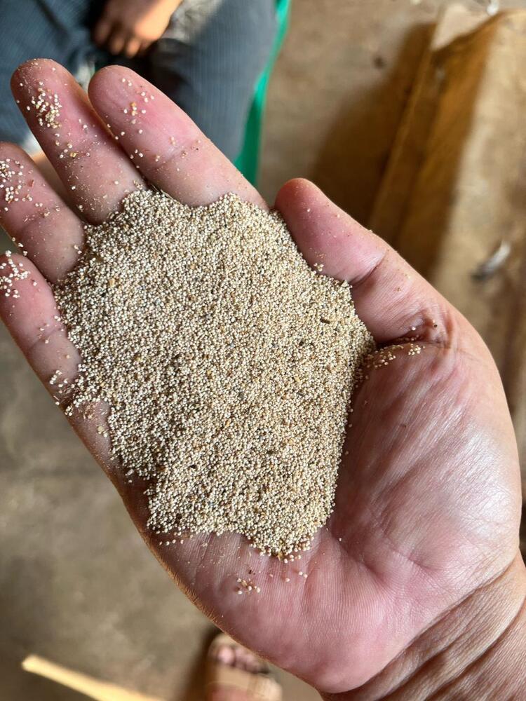 Premium Poppy Seeds