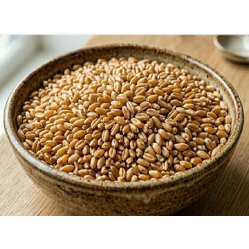 Indian Wheat