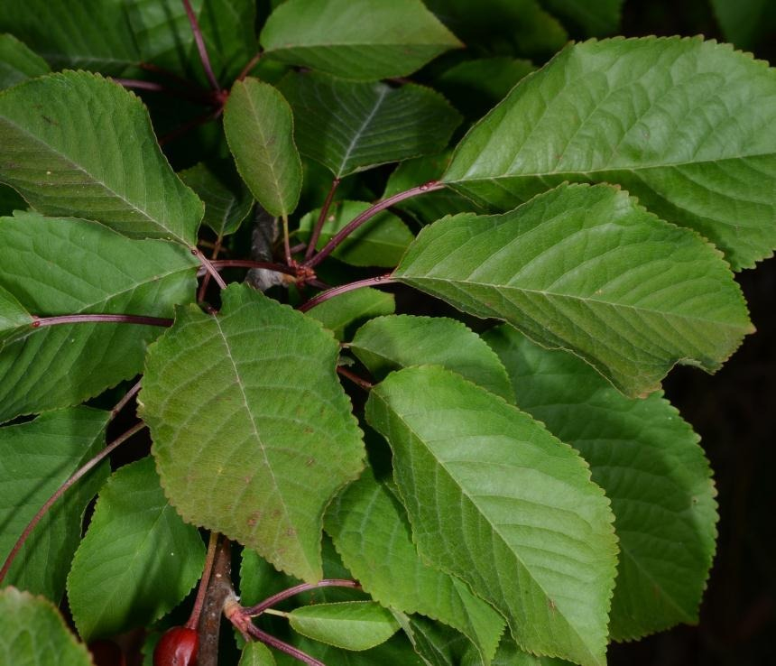 Dried Stinging Nettle Leaves