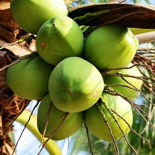 Kolkata Coconut
