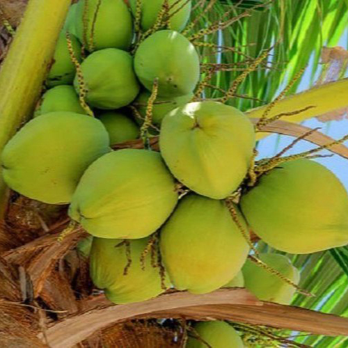 Tender Coconut Bengal Fresh