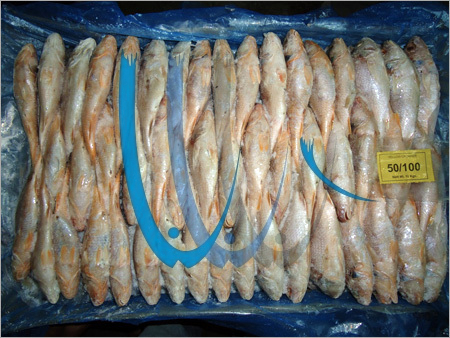 Yellow Croaker Fish - Fresh Seafood, 5-50 Kilogram Packs | High Protein, Low Bone Content, Enhanced Shelf Life, Mouthwatering Taste, Hygienically Packed