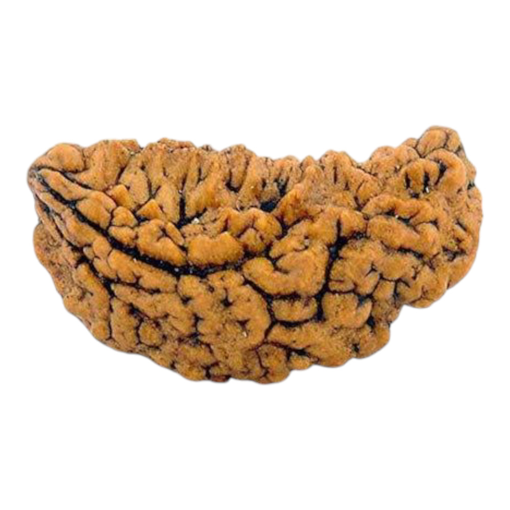 One MUKHI MOON SHAPED RUDRAKSHA