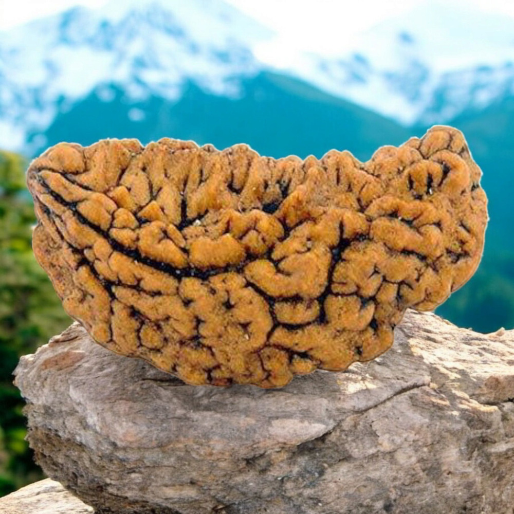 One MUKHI MOON SHAPED RUDRAKSHA