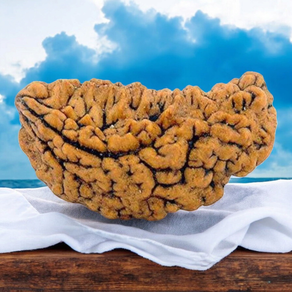 One MUKHI MOON SHAPED RUDRAKSHA