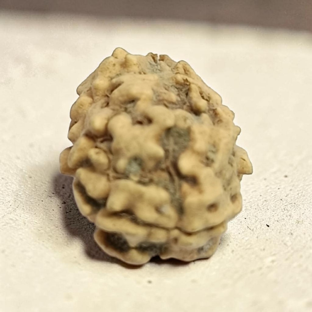 TWO MUKHI RUDRAKSHA NORTH INDIAN
