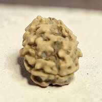 TWO MUKHI RUDRAKSHA NORTH INDIAN