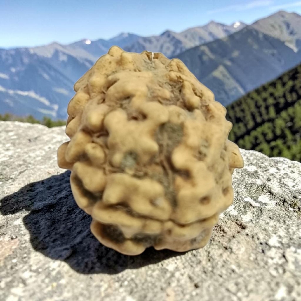 TWO MUKHI RUDRAKSHA NORTH INDIAN