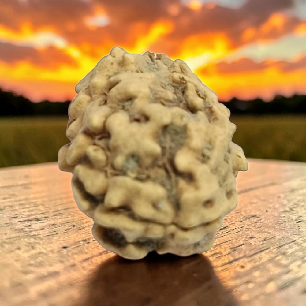 TWO MUKHI RUDRAKSHA NORTH INDIAN