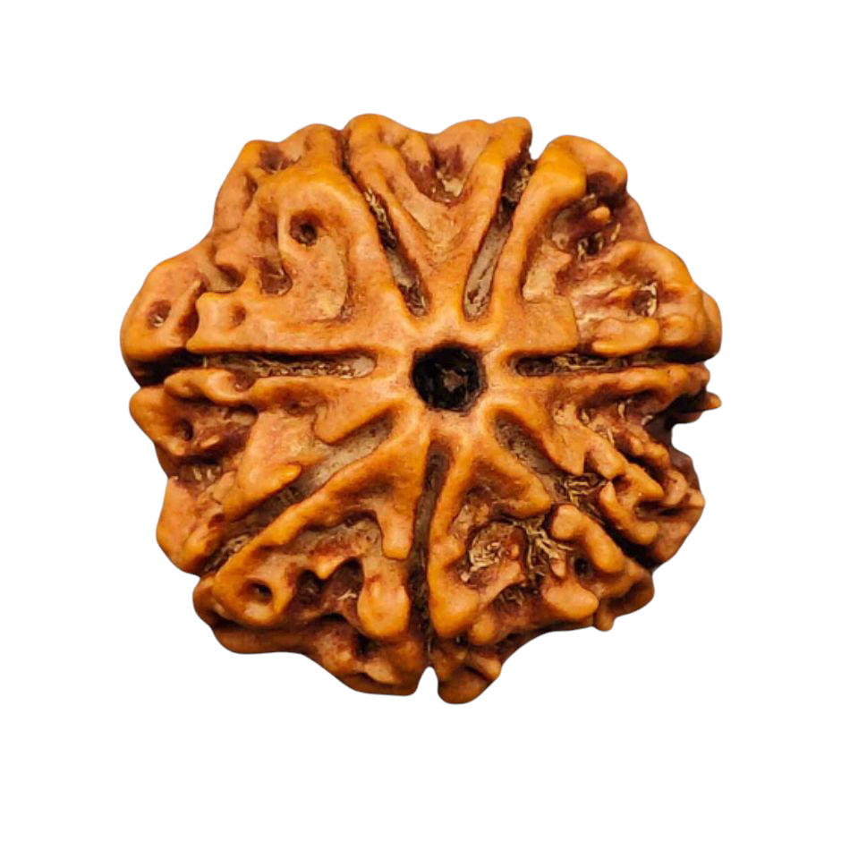 SEVEN MUKHI RUDRAKSHA NEPALI