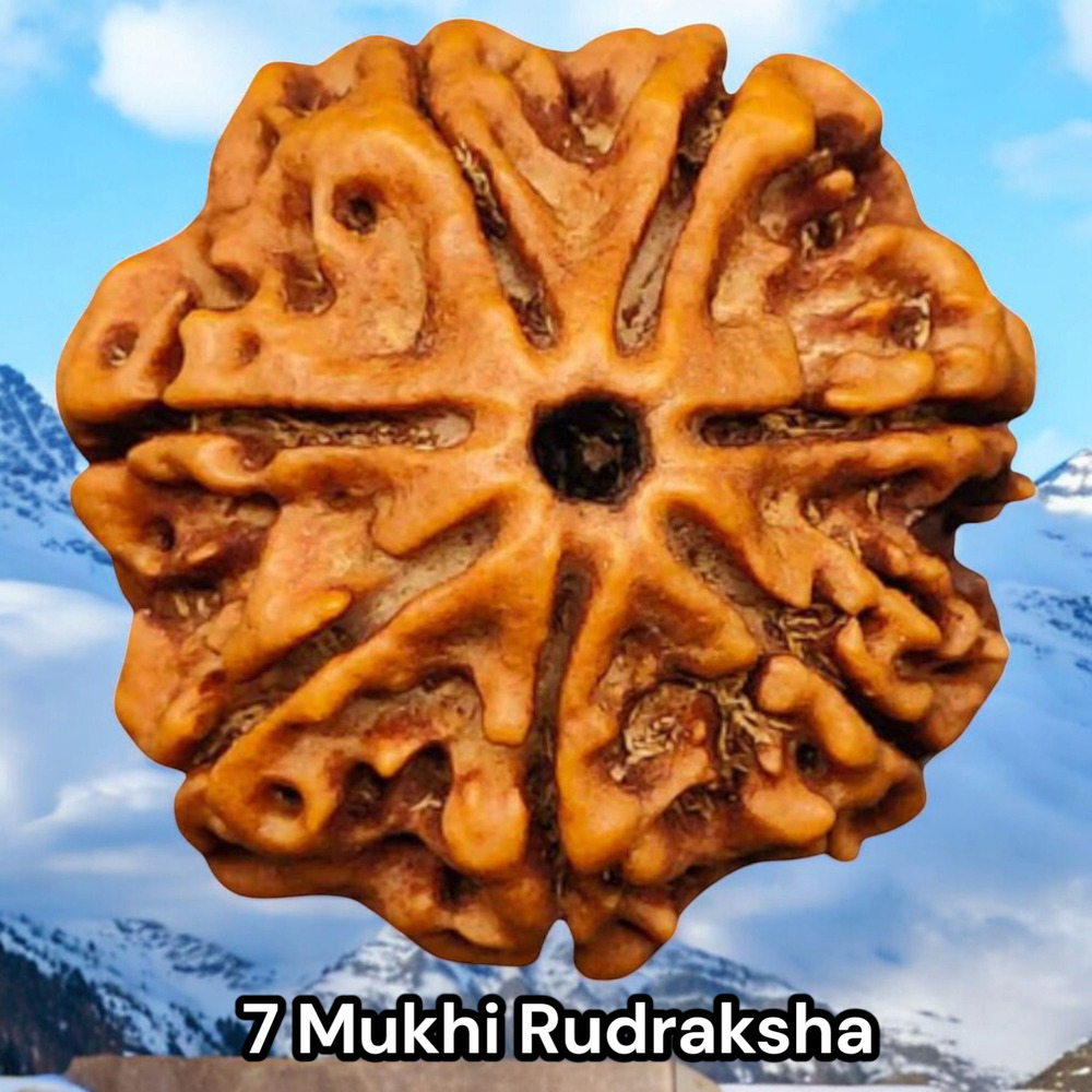 SEVEN MUKHI RUDRAKSHA NEPALI