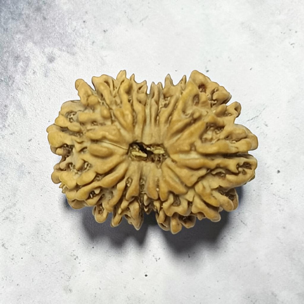 THIRTEEN MUKHI RUDRAKSHA NEPALI
