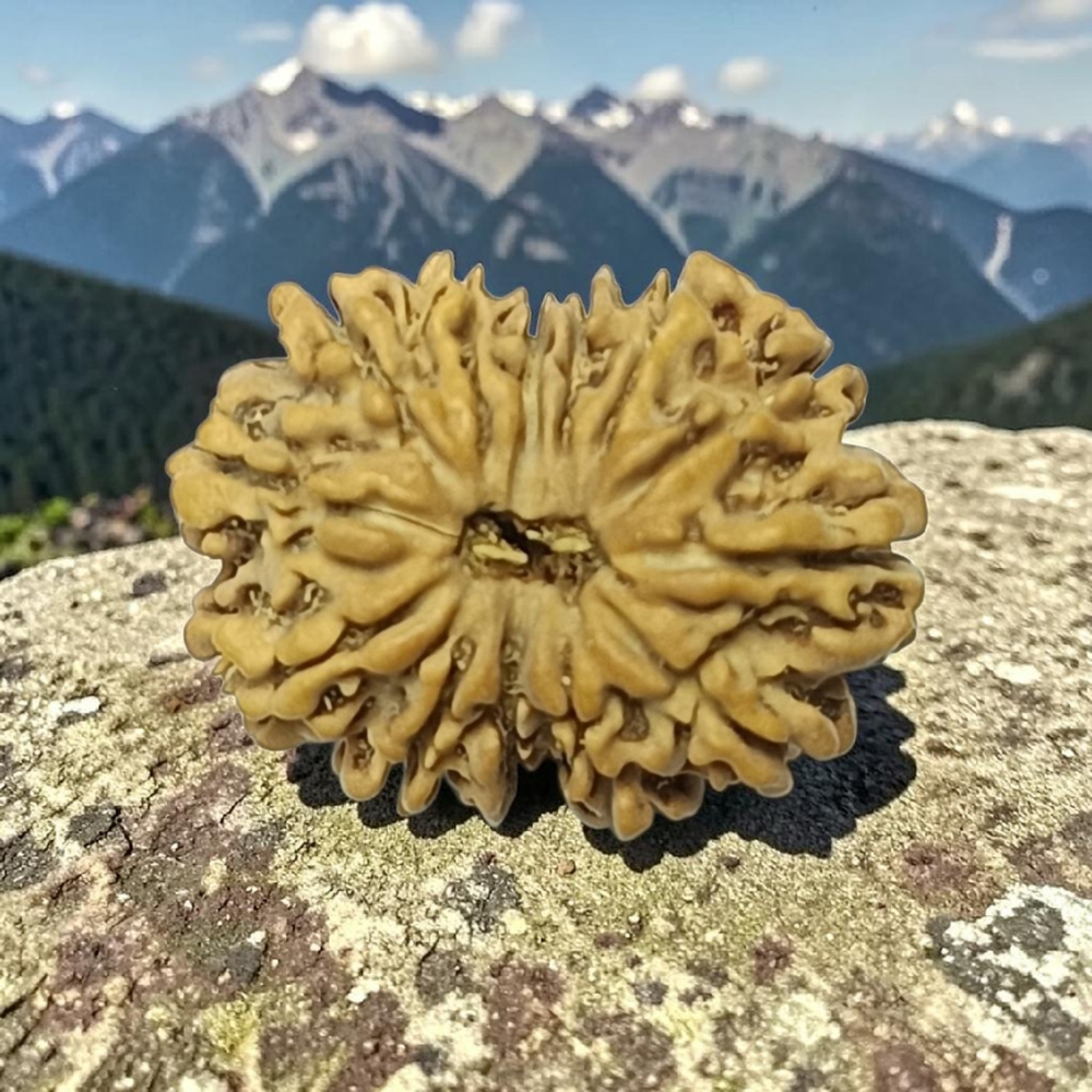 THIRTEEN MUKHI RUDRAKSHA NEPALI