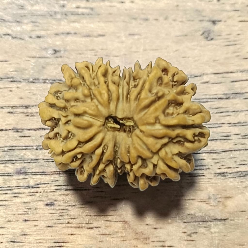 THIRTEEN MUKHI RUDRAKSHA NEPALI