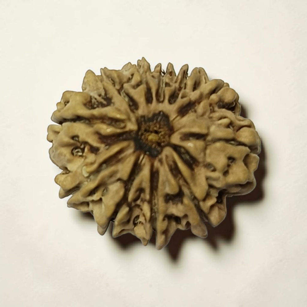ELEVEN MUKHI RUDRAKSHA NEPALI