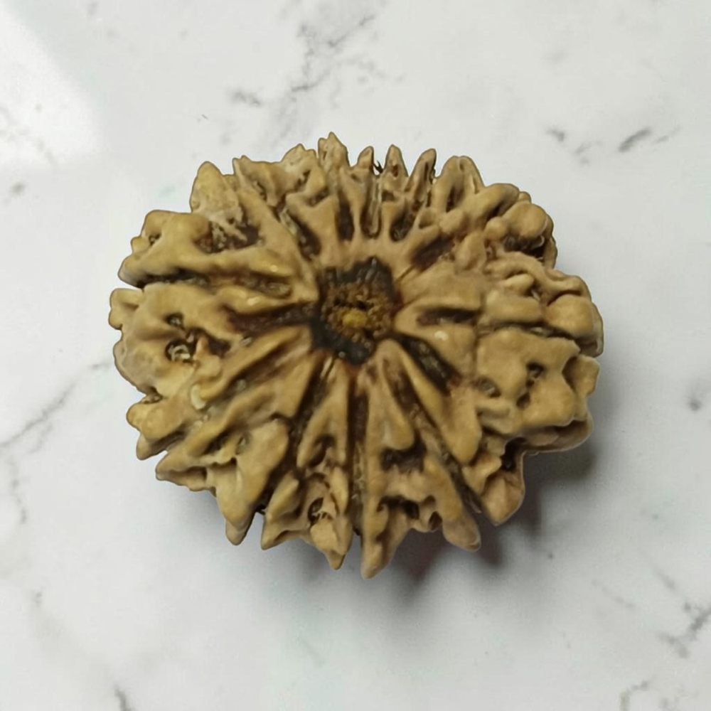 ELEVEN MUKHI RUDRAKSHA NEPALI