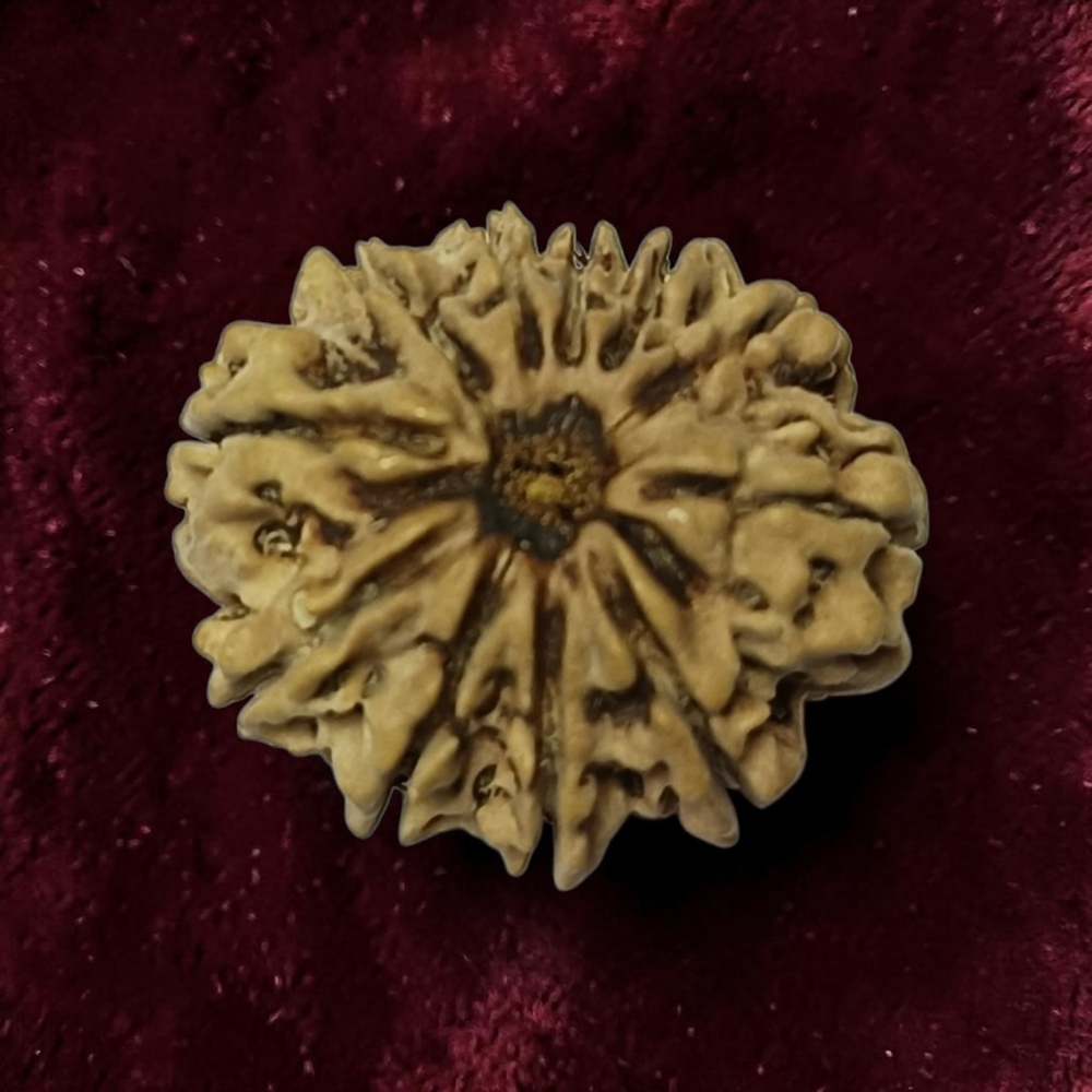 ELEVEN MUKHI RUDRAKSHA NEPALI