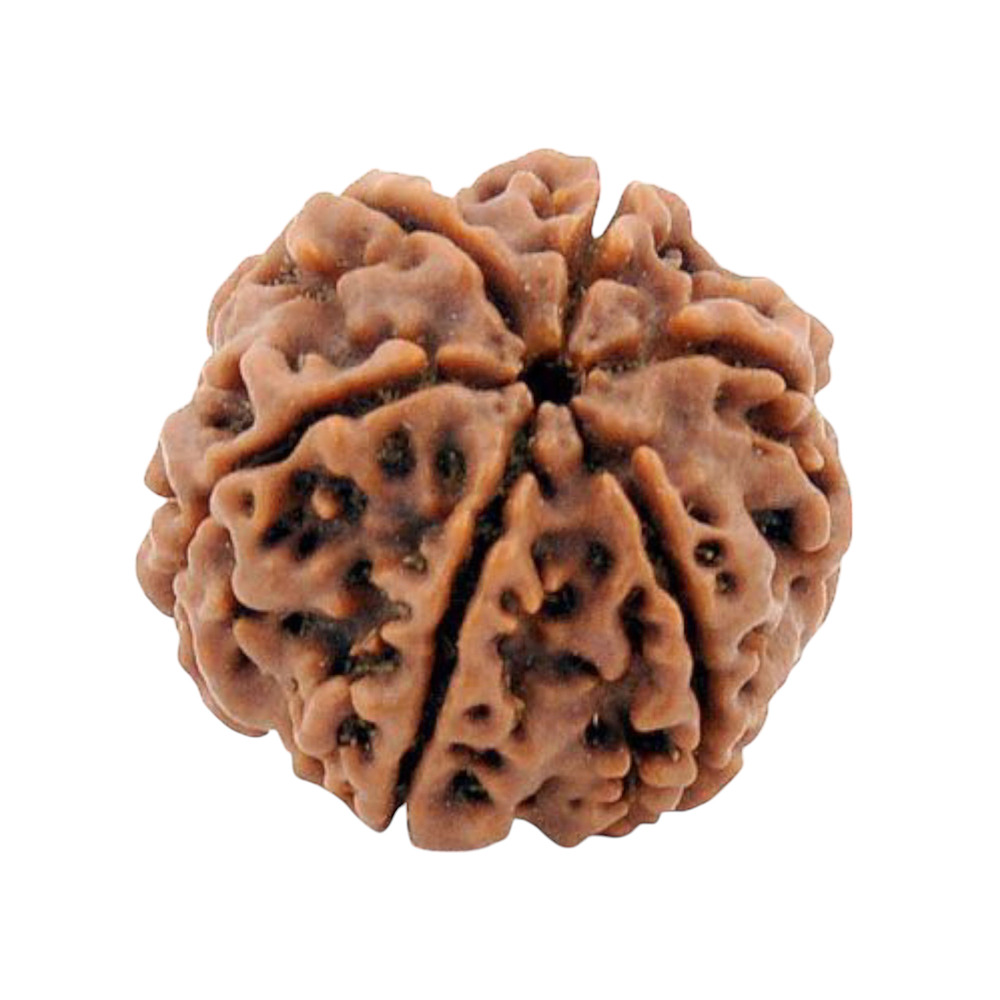 SIX MUKHI RUDRAKSHA NEPALI